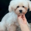 아르테미스학원 | 댕댕이 미용 꿈나무들 주목! 진짜 애견미용학원 여기였음