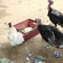 우진농장 이미지