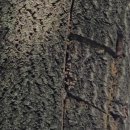 자승자박 목청 이미지