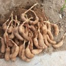천마 티스토리