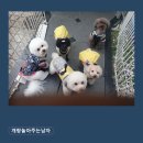 개랑놀아주는남자 | 강남애견카페 개랑놀아주는남자 24시간 운영 강아지 놀이터