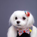 멍멍뷰티 이미지