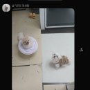 슬기로운멍생활 이미지