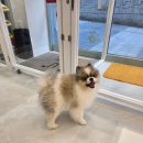 지니펫 애견미용실 | 수원애견미용실 바움펫 이용후기