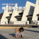 가나펜션 - 보령시 해수욕장12길 6-36 | 경주 애견펜션 내돈내산｜페리토애견펜션 솔직후기
