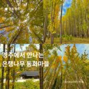 도리 마을회관 | 대구근교 드라이브 가을단풍명소인, 경북 경주여행 도리마을 은행나무숲 실시간