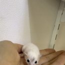 햄스터 분양 햄스터월드 이미지