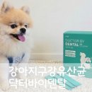 고운화식당 | 강아지 입냄새 고민 끝 닥터바이 강아지 구강 영양제 일주일 솔직 급여 후기와 꿀팁