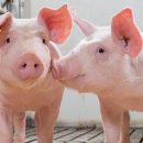 돼지농장 이미지