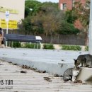 길냥이와 함께하는 이미지