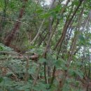 개암나무 숲 이미지