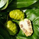 ㈜푸른무약 이미지