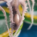 신안갯벌세발낙지 이미지