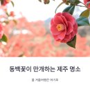 꽃무리 | 동백꽃이 만개하는 제주 명소 모아봤어요, 올 겨울여행은 여기로