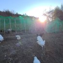 꼬꼬와톡 이미지