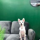 또리네 멍멍이 미용실 이미지