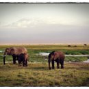 코끼리세탁 이미지