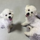 그루밍 501 이미지