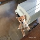 시바스럽 이미지