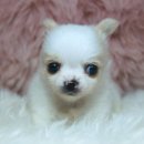 양지켄넬 이미지