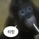 유인원 | [250626]Monday Project : Our Nature 먼데이프로젝트 시즌 8 유인원 단독공연 후기