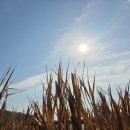 세어도 민박 이미지