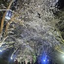 강화읍사무소 | 강화벚꽃명소 북문벚꽃길 강화고려궁지 야경벚꽃 주차꿀팁과 맛집추천까지