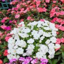 봉선화의원 이미지