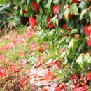 온천천시민공원 동백 이미지