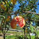 옛소농장 이미지