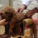 아픈 ‘애완견’ 침술치료로 통증 완화, 동물의 新치료법으로 급부상 이미지