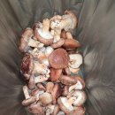 상진대교 밑 | 단풍보러 떠나는 1박 2일 단양여행