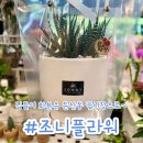조니플라워&디자인 | 조니플라워 | 대전 꽃집 둔산동 꽃시장 다육이 화분 집들이 선물 내돈내산 후기