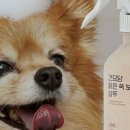 견묘당