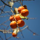 민주지산자연휴양림 이미지