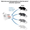 생쥐, 냄새 같은 화학적 신호로 낯선 상대 서열 감지 이미지