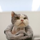 묘신사 그루밍 이미지