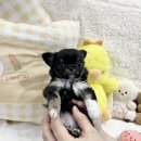 내품안의반려견 노원점 이미지