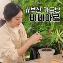 비비아르플랜트