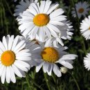 은하수농장 이미지