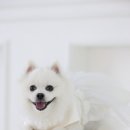 동물병원 비헤이브 네이버블로그