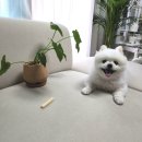 하모화분