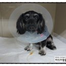 미드미동물의료센터 이미지