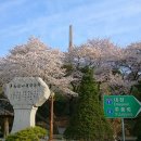 라제통문벚꽃길 이미지