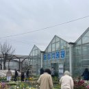 꽃나무 좋아하는 분 다 모여있는 용진읍 중앙식물원 다녀온 후기(동생돈동생산)