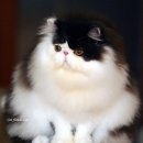 캣플라워 이미지