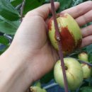 광암농장 이미지