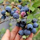 풍성농장 | 무농약 블루베리를 생산자에게 직접 구입할 수 있다고? 블루베리 농장 방문 및 내돈내산 후기