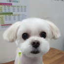 이쁜포리 이미지