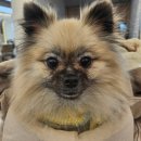 수정애견미용실 이미지